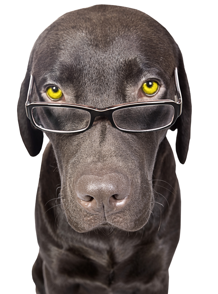 Doxbond dog wearing glasses hero